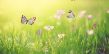 风吹着蝴蝶跑究竟是哪首歌？