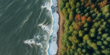离开大海拥抱森林究竟是哪首歌？