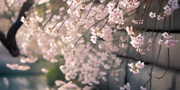 最后祝你岁岁平安究竟是哪首歌？