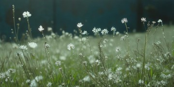 心墙是哪部电视剧的歌？