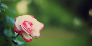 给你一朵蔷薇花究竟是哪首歌？