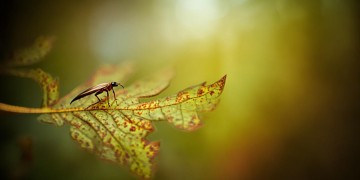 小小的昆虫究竟是哪首歌？