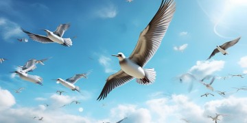 也像空中的野鸟究竟是哪首歌？