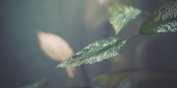想念我的小叶子究竟是什么歌？
