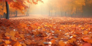 秋天一样温柔究竟出自哪首歌？