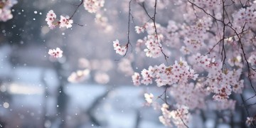 她本就闭月羞花究竟出自哪首歌？