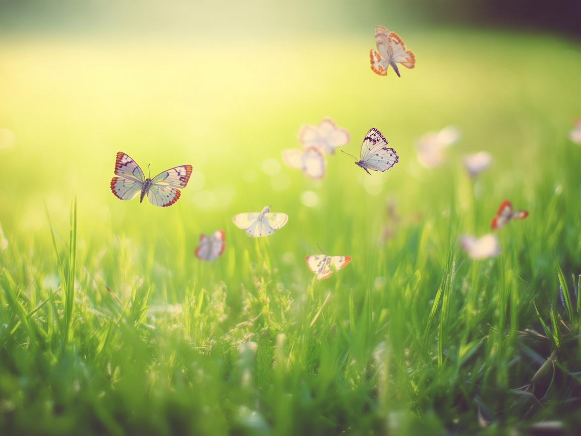 风吹着蝴蝶跑究竟是哪首歌? 风吹着蝴蝶跑究竟是哪首歌?